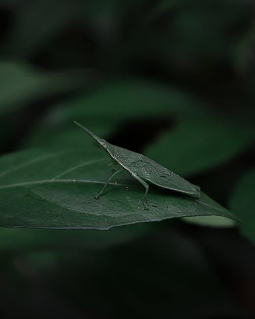 A close-up of a green caterpillar resting on a dark green leaf with visible veins and a slightly textured surface, surrounded by blurred foliage in the background. The leaf has a smooth, slightly curv