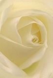 Step into the gentle heart of a cream-white rose, as if you were cradled among its spiral petals on an early morning just off Blackfriars Road. The perspective invites you deep inside, where the delicate unfurling creates a sensation akin to the first light spilling across the river. Each petal's ivory texture is soft, almost ethereal, and brushed by subtle shadows that add a touch of quiet drama. The mood is one of calm and reflection-perfect for offering sympathy, expressing admiration, or honouring fresh beginnings in the storied streets surrounding Blackfriars. Hints of understated fragrance linger in the imagination, adding comfort to the moment. The close, intimate detail lets you sense not only the precision of the arrangement but also the heartfelt intention that Blackfriars florists pour into every bloom they select-turning simple gestures into meaningful memories for the community and visitors alike.